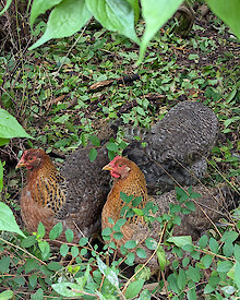 Ferienhaus in Englmar